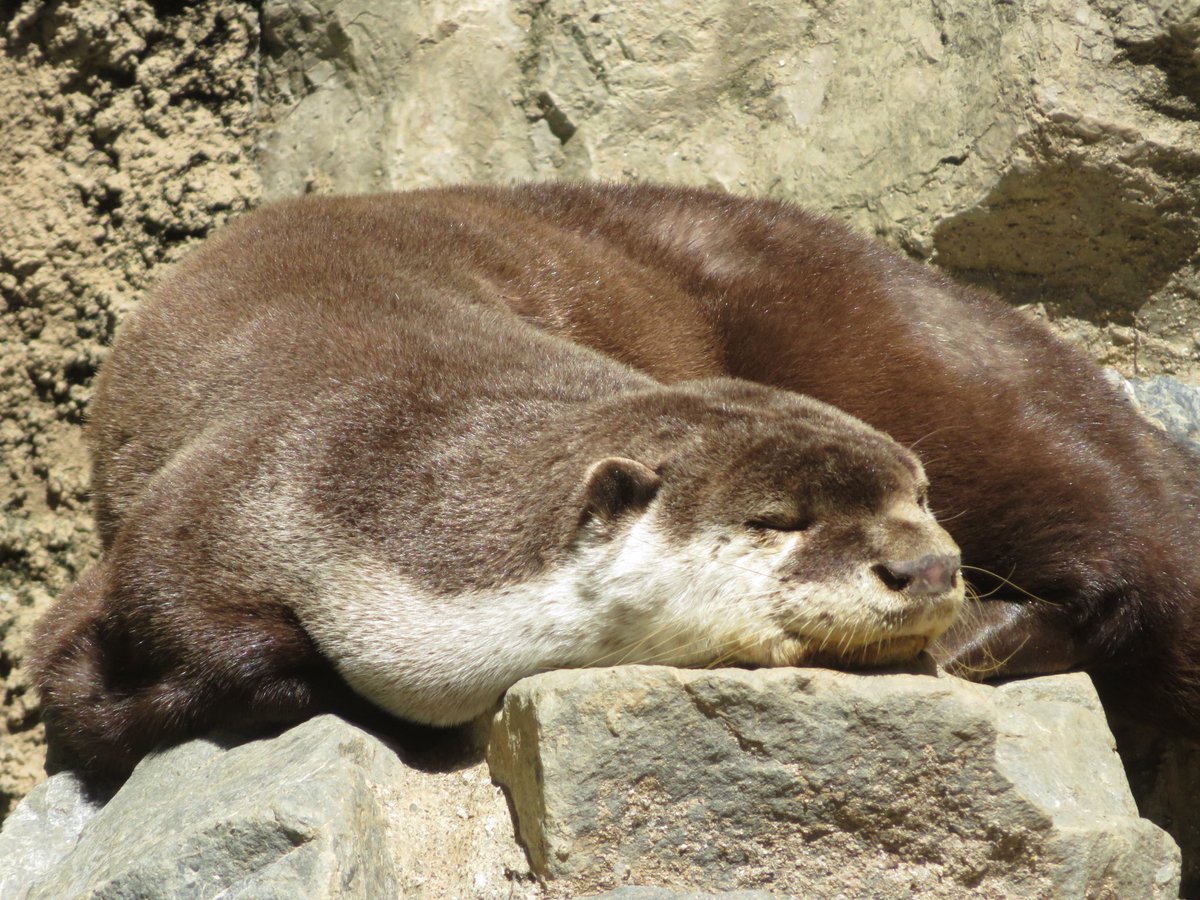 コツメ☺︎ 10/17配達 コツメカワウソのこつめってぃ その3 - LINE