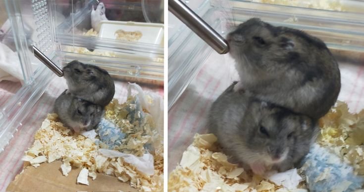 TweetsOfHamster's tweet photo. https://t.co/SVhXur6V7n