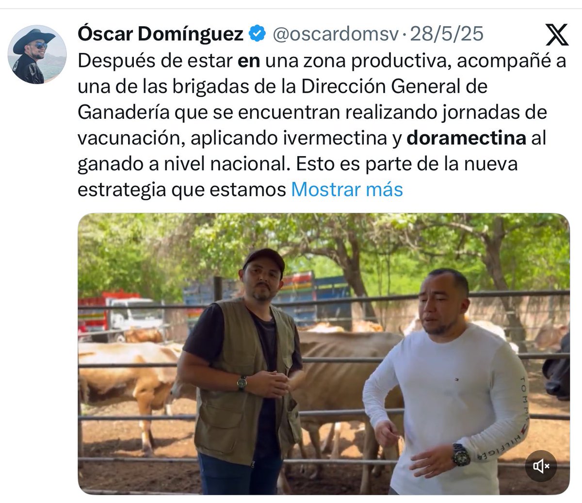 oscardomsv's tweet photo. La nueva estrategia contra el gusano barrenador, que incorpora el uso de ivermectina y doramectina, la iniciamos en mayo. En su momento, fue criticada por la oposición e incluso por algunos “expertos”; sin embargo, no nos detuvimos y hoy los resultados hablan por sí solos: hemos logrado posicionarnos como uno de los mejores países de la región en el control de esta infestación.

Hoy, la FDA aprueba el uso del fármaco a nivel regional debido a su alta efectividad. Implementar esta medida desde el inicio nos permitió obtener una gran ventaja ante la presencia de la mosca, por eso actualmente mantenemos el control en más del 85% de nuestro territorio. Este control es reconocido a nivel regional.

No bajaremos la guardia. Seguimos trabajando por el bienestar de nuestros productores y la salud animal en El Salvador.