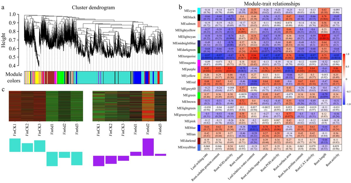 #GrassResearch #Drought #Stress 
V. marina resists drought better than cowpea via higher root activity, osmolyte accumulation, and genes like ABIG1/LEA3; leaves keep high transpiration.
<a href="/MaximumAcademic/">Maximum Academic</a> <a href="/AbioticStress/">Abiotic stress in plants (Green Survivors)</a> <a href="/vtspes/">VT School of Plant and Environmental Sciences</a> <a href="/DanforthCenter/">Danforth Center</a>
Details: maxapress.com/article/doi/10…