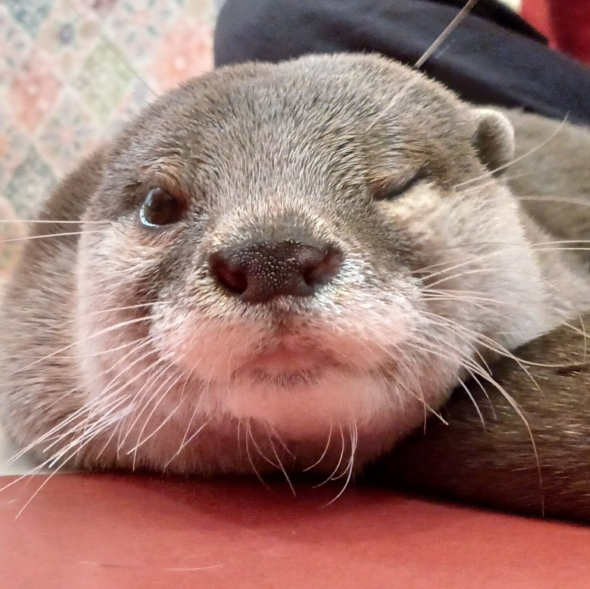 shotaro as otters 🦦 (@shotaroasotter) on Twitter photo 