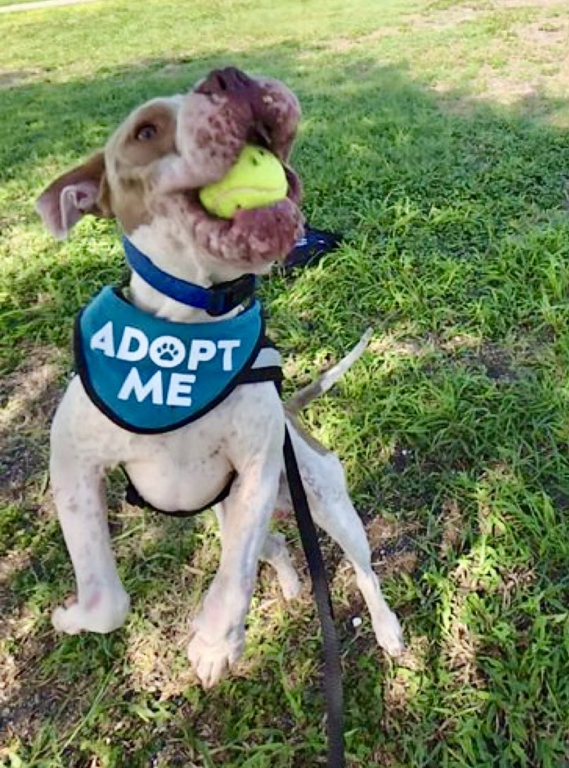 Do you like 🕵️‍♂️ Detective stories? Can 
you help me solve a MYSTERY?  Why is MICHELANGELO #A383167 on a High Kill List⁉️ Why is he still at #CorpusChristiACS?  361-826-4630

I'm TERRIFIED at the thought of him dying tomorrow. 💔.  Yes, we're at that point. 

It's RARE that you