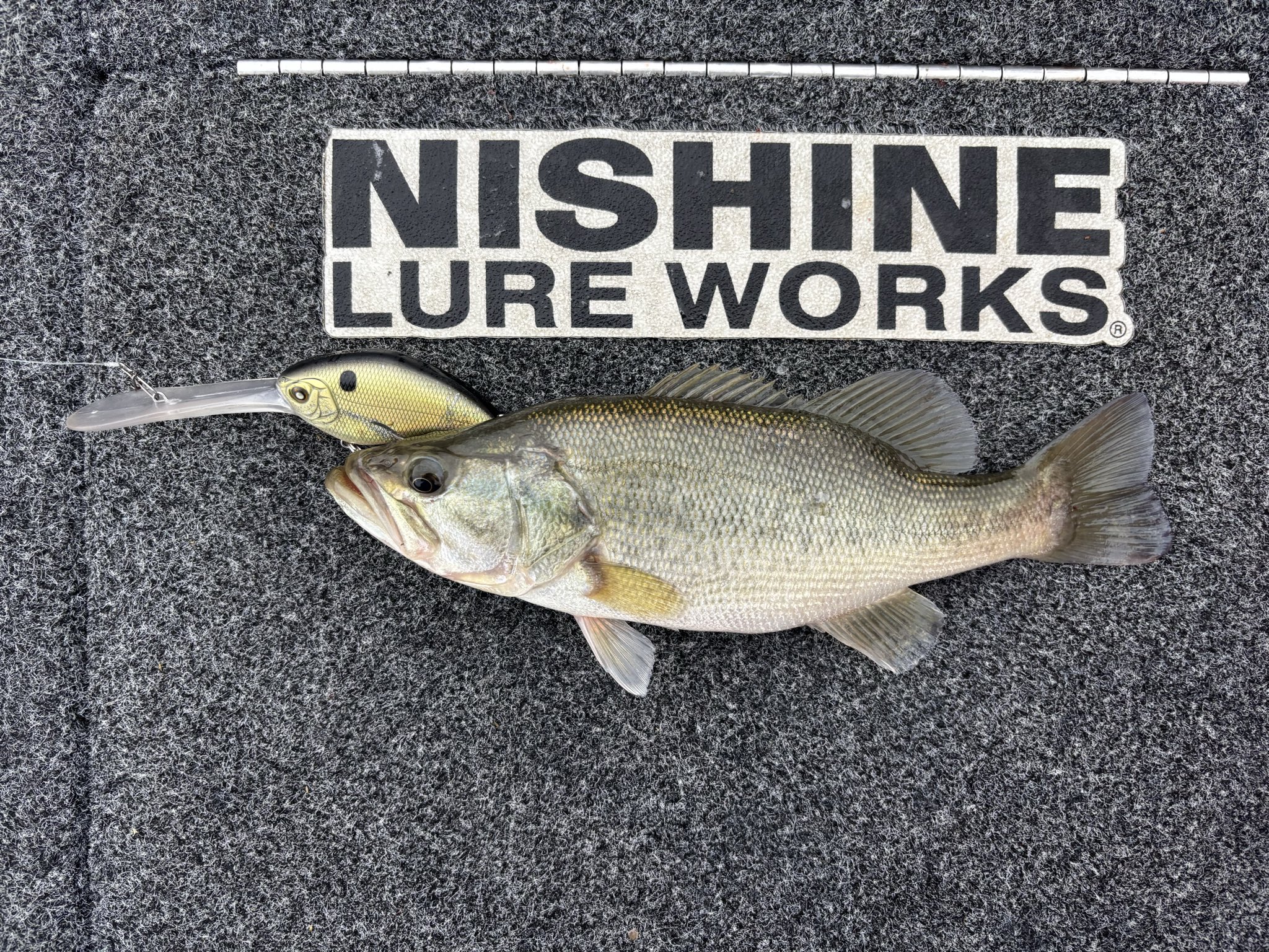 マンチカンです。 楽天市場】シュガーケーン SUGAR CANE 14oz ジッパーフライ