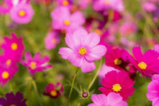 ＊＊＊🍀

　　かえらざる言問いに
　　　　　　似て
　　　　コスモスの花　
　　　　　　　　ゆれやまず
　　　人のさびしさ...

                                         岡部柱一郎