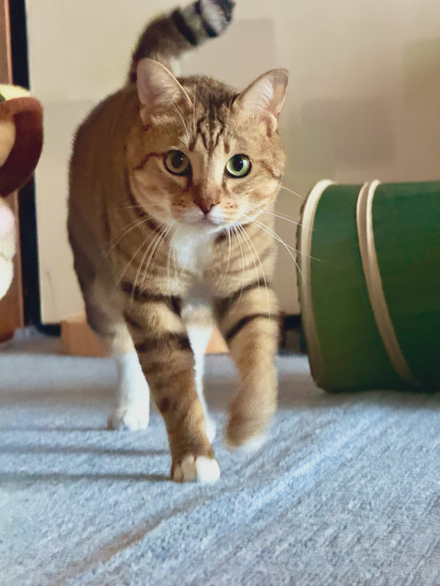 moca♡　0527 moca♡ 0527 Navy Blue Cotton Half-Zip Sweatshirt