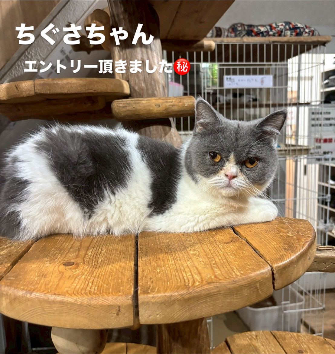 猫チキ！ 3連休 最終日ですね 昨日、エキゾのちぐさちゃんに お申込み頂きました