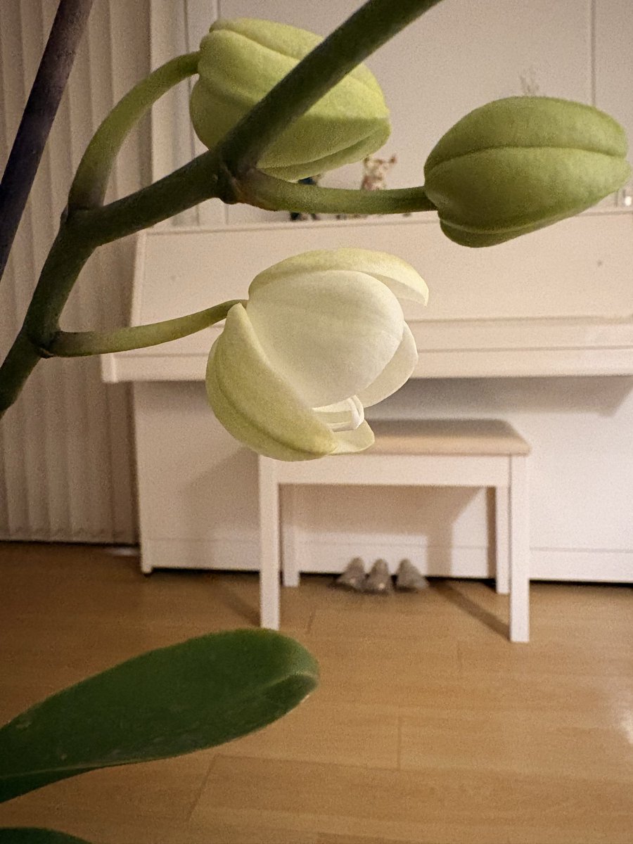 Una de mis orquídeas ya empezó a florecer 🌸