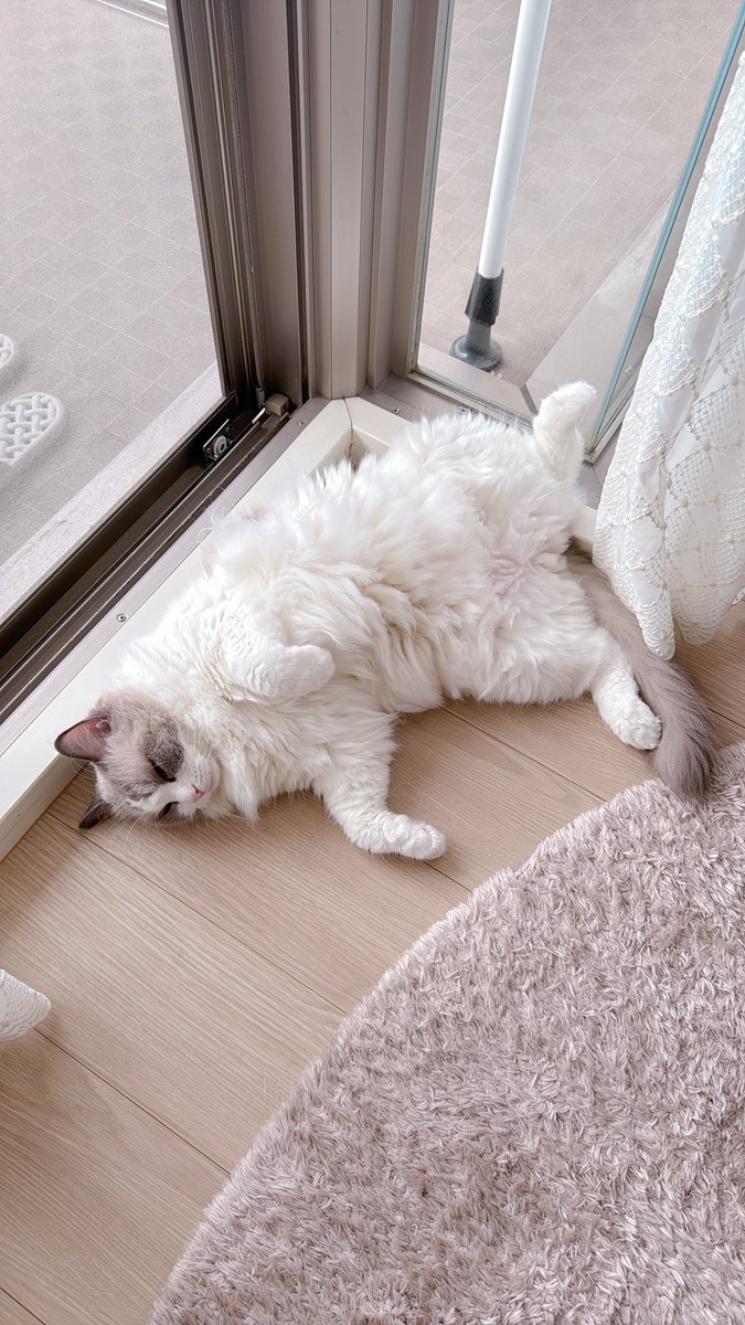 ほれ☁️☁️パカッ🐾

#ラグドール
#ほたて2025