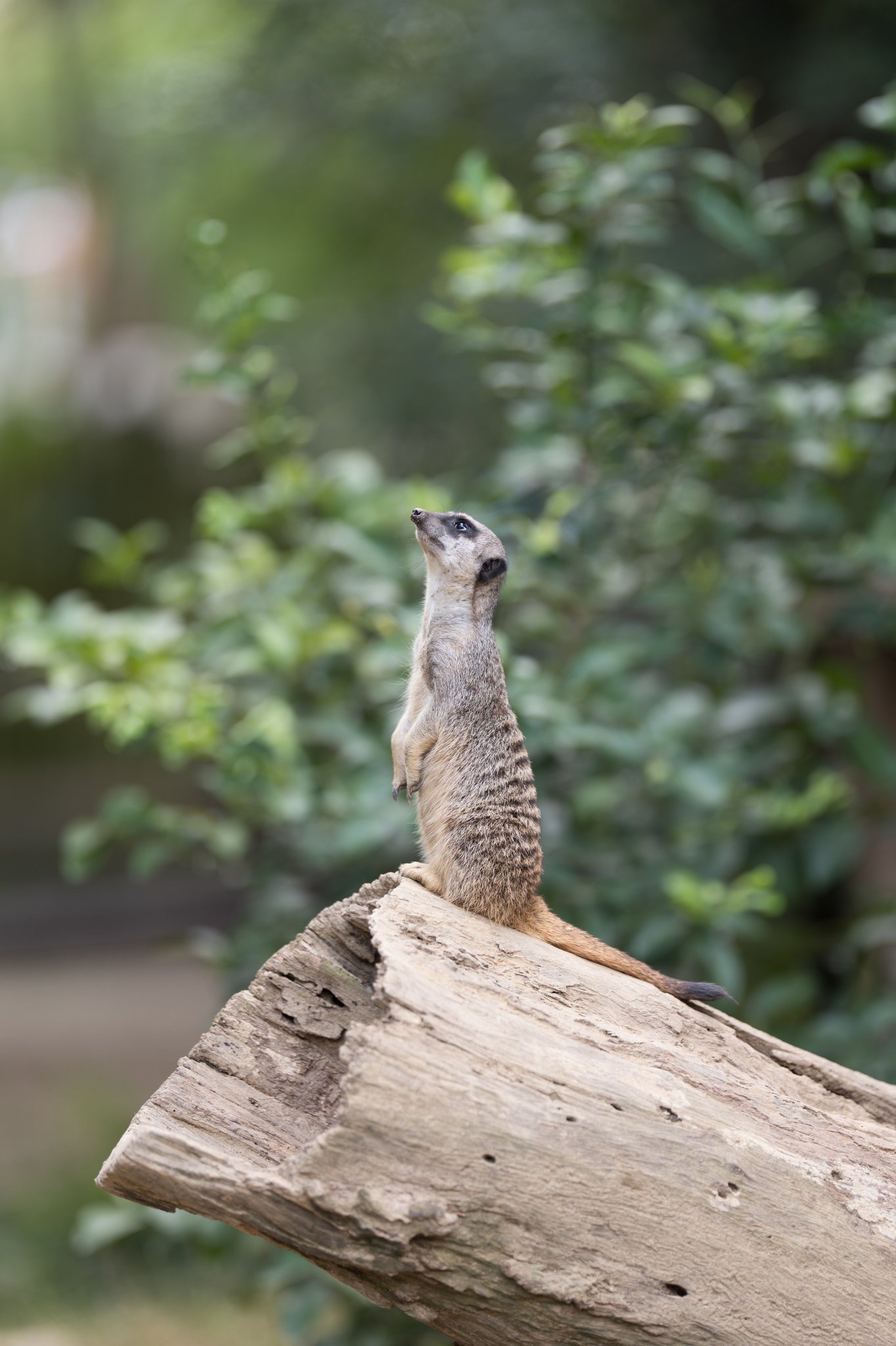 ミーアキャットさん さんさ on X: 