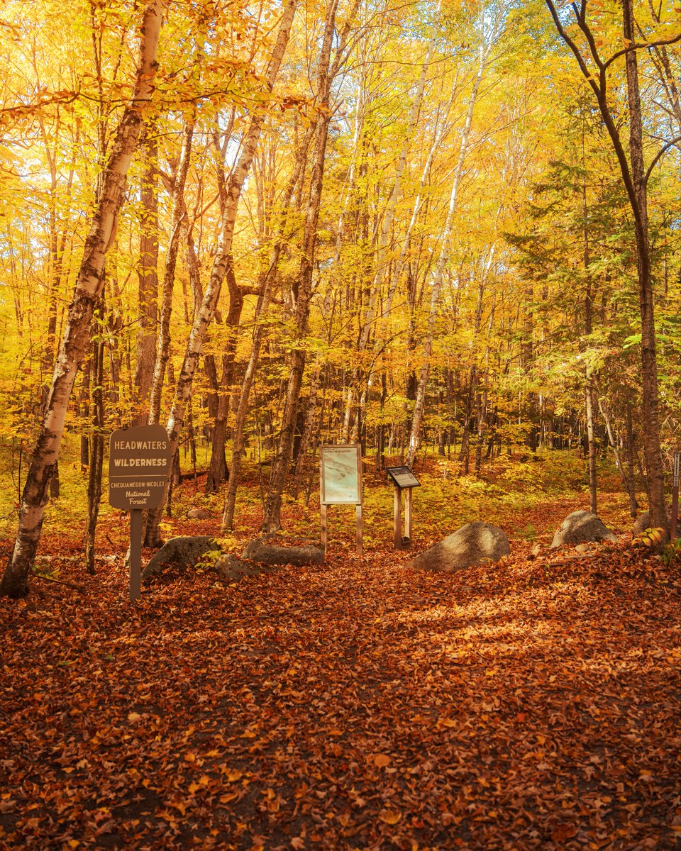 _thecolorfulkid's tweet image. Yellows of fall