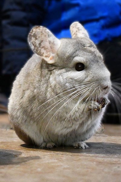 łumpycat (Yeti Gang) 🥶 tweet media