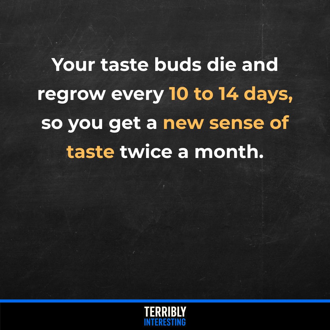 Your tongue has about 10,000 taste buds that wear out and regrow every 10 to 14 days. This constant renewal keeps your sense of taste fresh, which is why burning your tongue only affects flavor for a week or two.