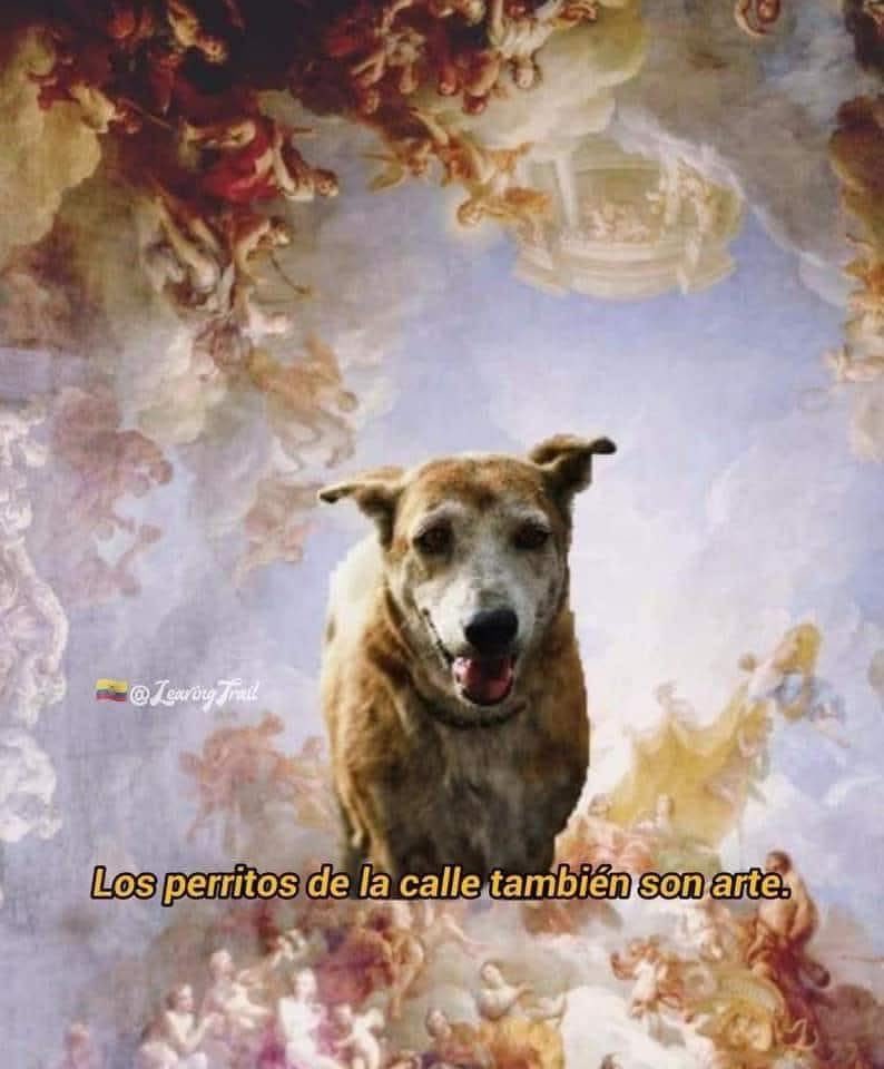 Dilo con perritos (@diloconperritos) on Twitter photo 