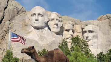 SteveMo17260884's tweet photo. Sir Gus is on a road trip to Mt Rushmore. https://t.co/KtH3GpAyXE