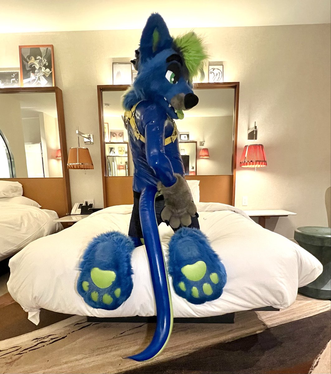 My paws. Need your attention. Get to work please~ 

#ShinySunday