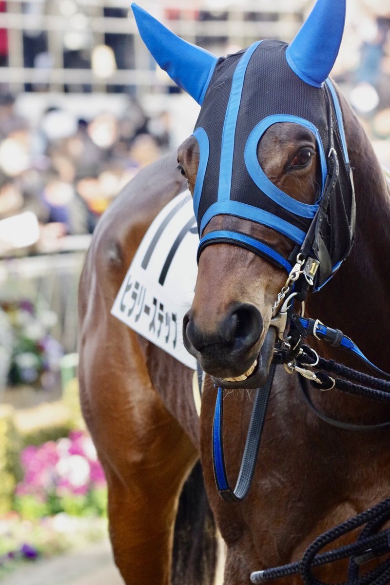 kmym_bokujo's tweet image. 10月13日 京都競馬第4レース
3歳以上1勝クラス(11:35 ダ1800m)
我が家の生産馬🐴ヒラリーステップ号(5番)が出走します!
約4ヶ月ぶりの実戦となりますが、2着にもなったことのあるコースですのでまた良い走りをしてほしいです!
熱い応援よろしくお願いいたします‼️