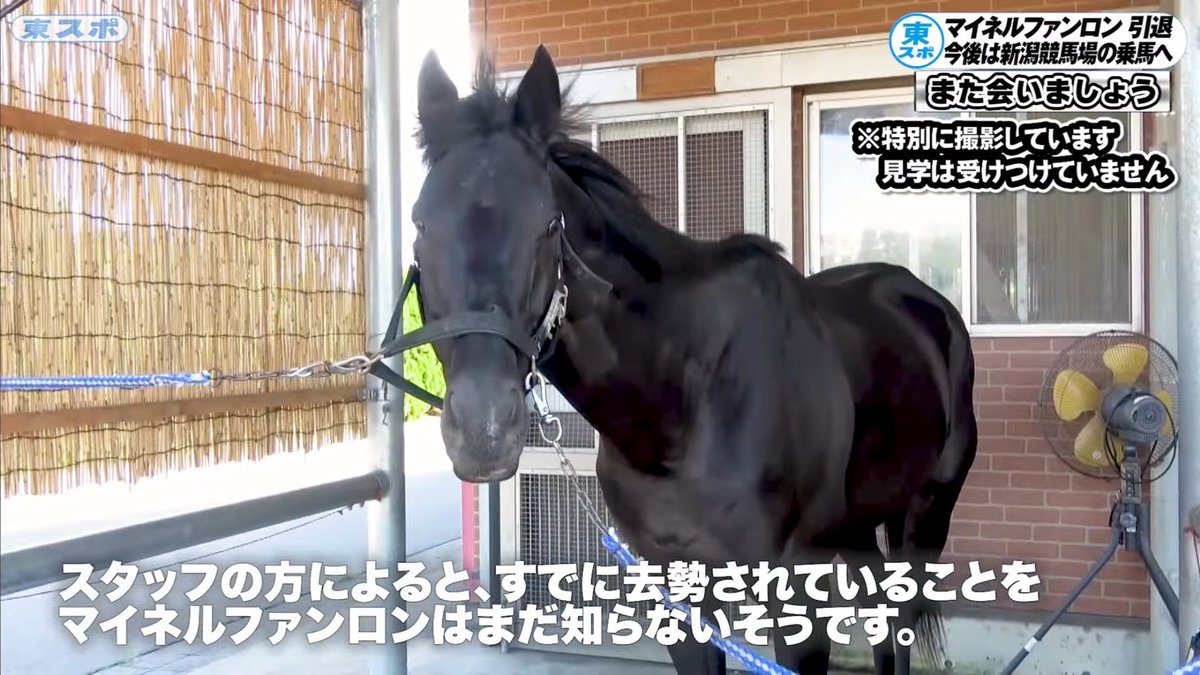 ザ・ロイヤルファミリー

第1話
ウイングドイル役マイネルファンロンさん

引退して誘導馬になったはずなのになぜか馬具と白ゼッケンつけられてパドックで背中に武豊騎手乗ってきて口取始まるわで…って考えると面白い

しっかりカメラ目線でポーズ取ってるのも面白い

本当に何も知らない名俳優だわ