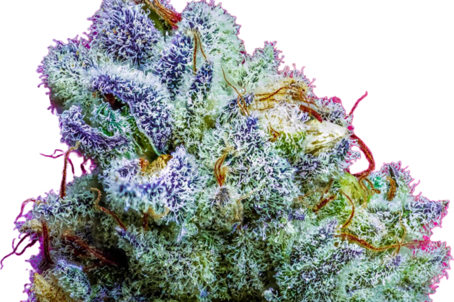 JoinStrainly's tweet photo. FRESH DROP by Lupos Maniacs  on Strainly!

Buy THE WULFF COPYCAT GENETIX - $100 per unit on Strainly. Did you pay attention!

Link in bio.

#firedrops #homegrowing
#heatquest https://t.co/e4id4P6Wrr