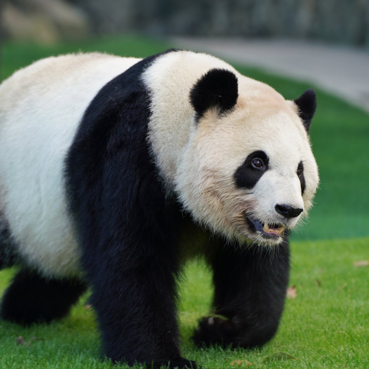 punkmako's tweet image. 元気な彩浜🌈 2023/12/21 #アドベンチャーワールド #Adventureworld #パンダ #panda #彩浜
