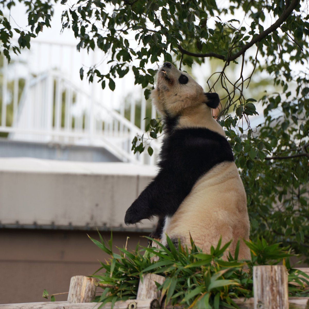 punkmako's tweet image. 元気な彩浜🌈 2023/12/21 #アドベンチャーワールド #Adventureworld #パンダ #panda #彩浜