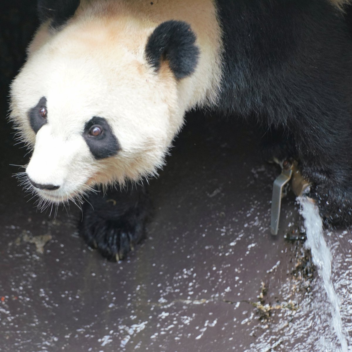 punkmako's tweet image. 元気な彩浜🌈 2023/12/21 #アドベンチャーワールド #Adventureworld #パンダ #panda #彩浜