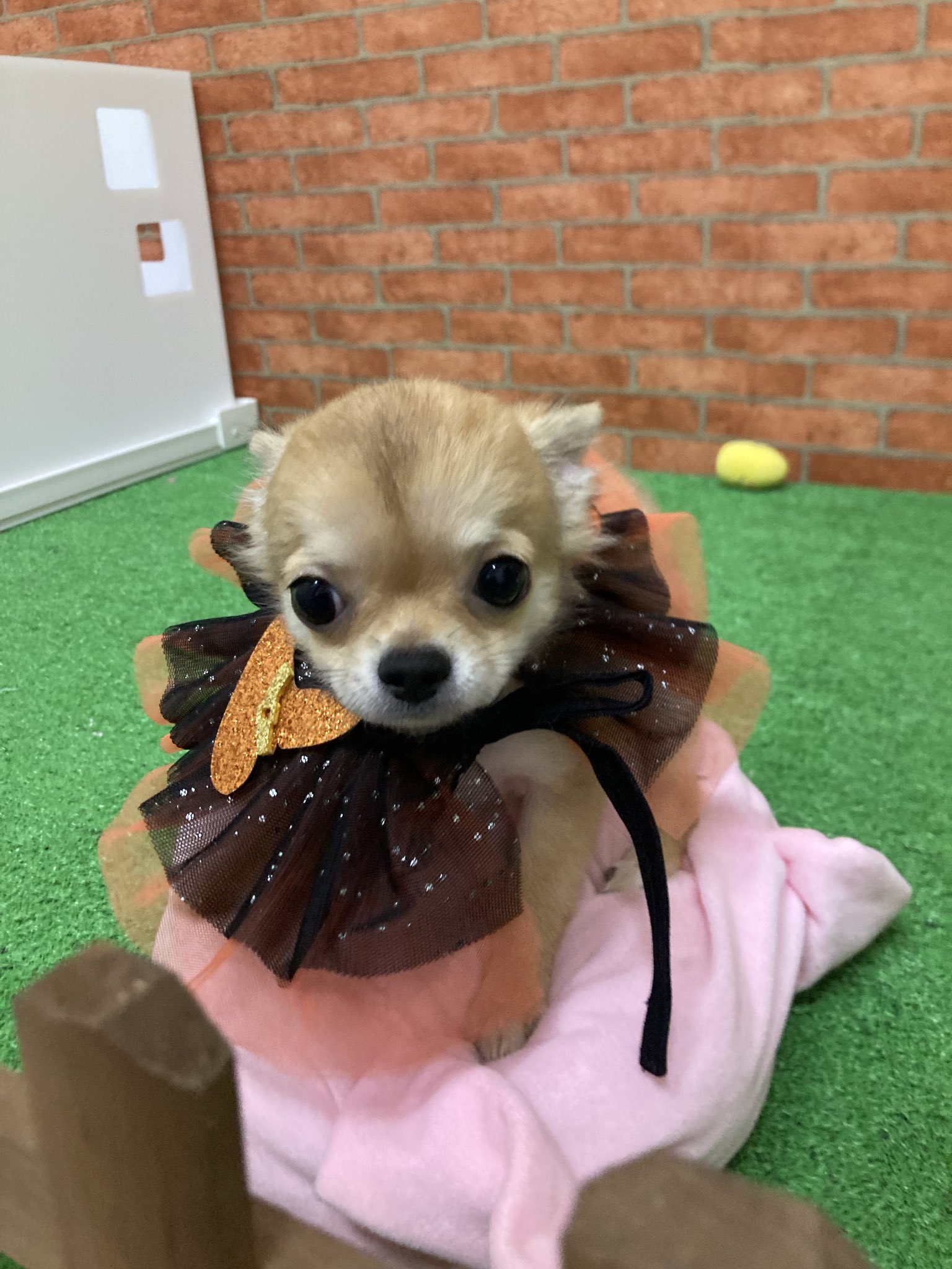 激レア王様のブランチ ランチちゃん ハロウィン 犬 かわいい 激レア王様のブランチ ランチちゃん ハロウィン 犬 かわいい
