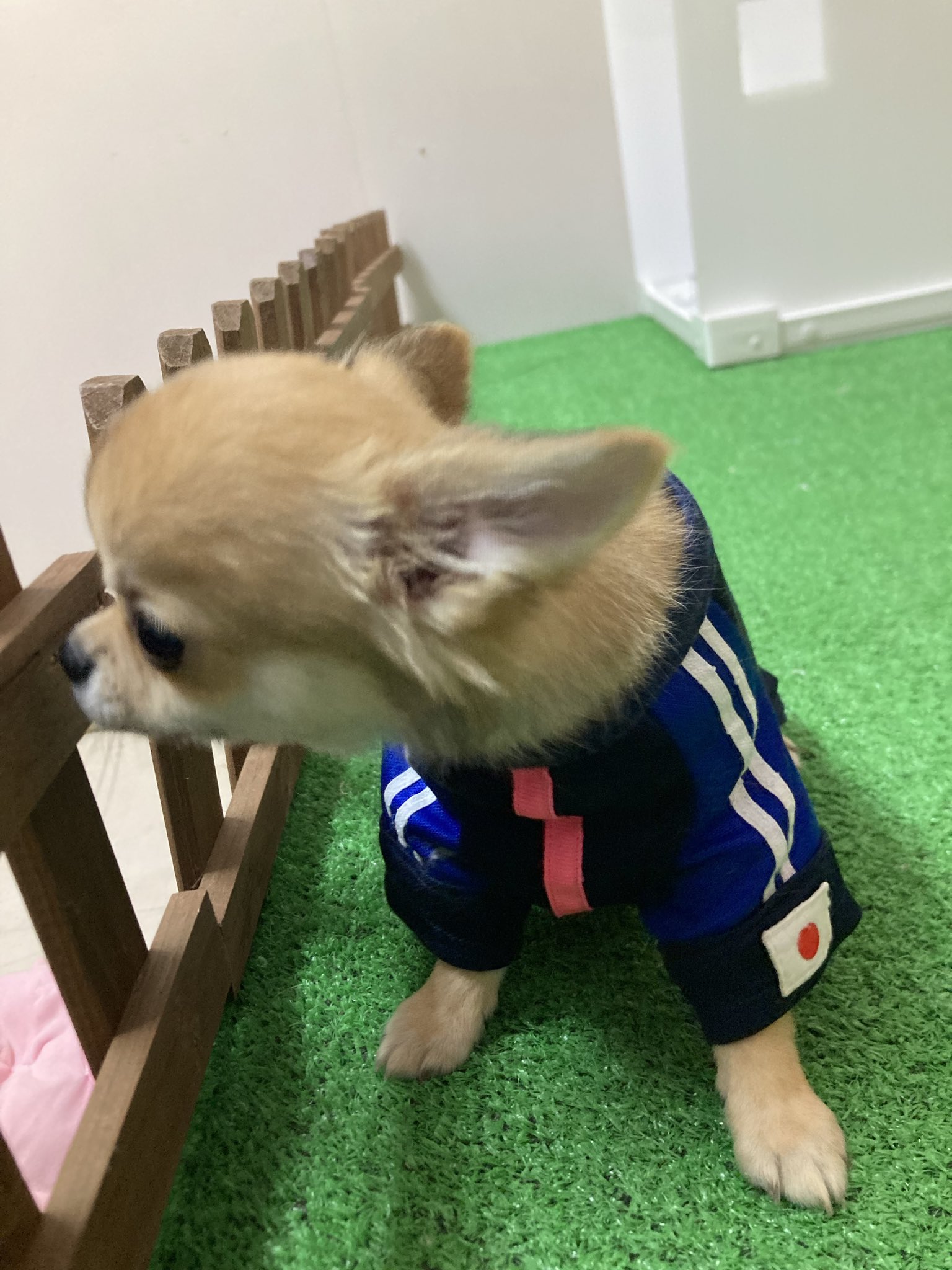 激レア王様のブランチ ランチちゃん ハロウィン 犬 かわいい 激レア王様のブランチ ランチちゃん ハロウィン 犬 かわいい