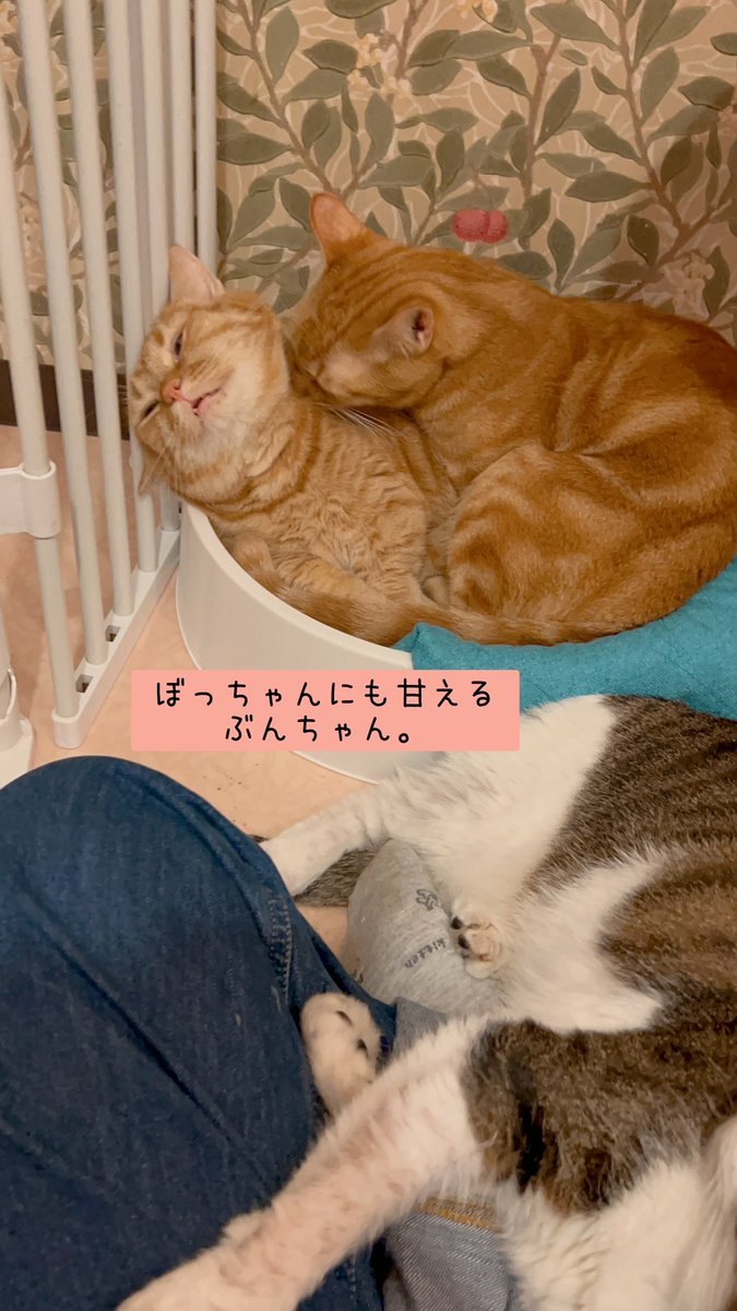 公式】NPO法人にゃいるどはーと (@NPO48681819) / X