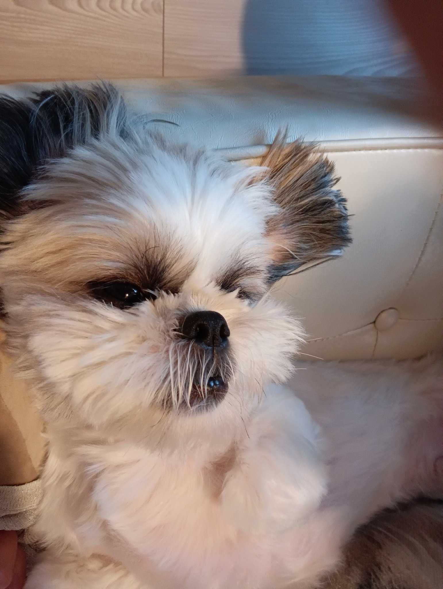 オーダー受付 シーズー ご予約ページ 8/9 オーダー受付 シーズー ご