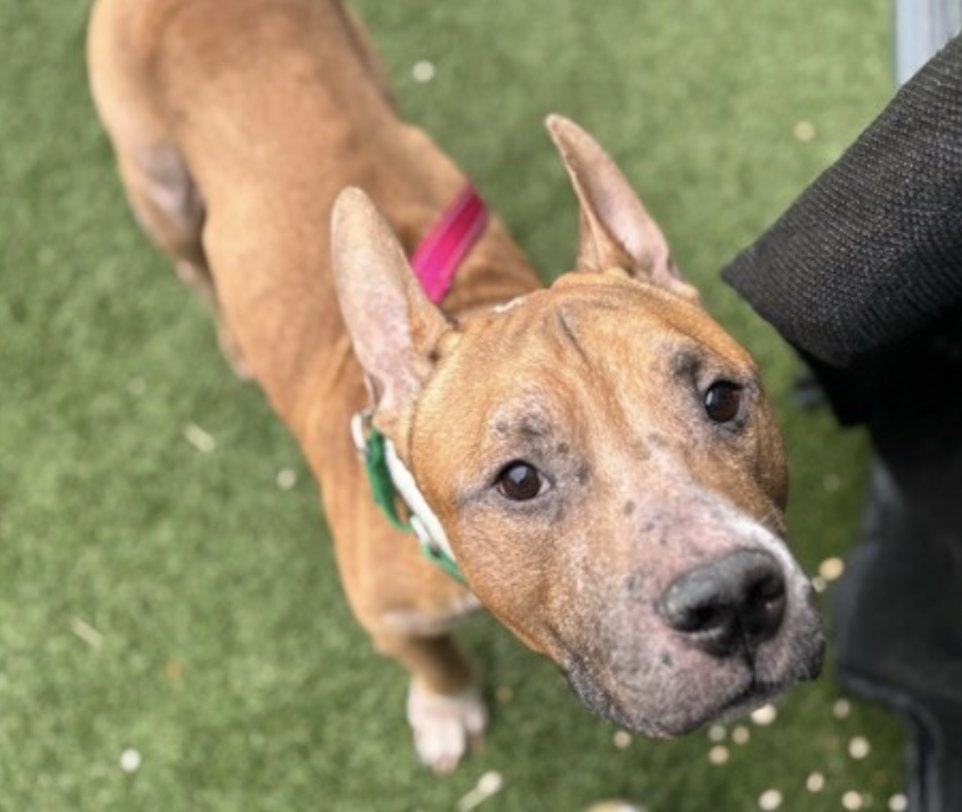 BeeDoDoobieDo's tweet image. ♥️Here's Buster!
Respectfully looking for human contact, trying to be cooperative and stay alive at NYCACC.
➡️ He needs a human to give him a chance, #Pledge, #foster or #adopt is how he gets out. #Share this #NewDogOnTheBlock nycacc.app/browse/237203