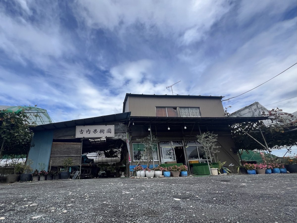 fu_kuu's tweet photo. 2025シーズン古内果樹園直売所営業最終日を迎えました。
本日もお得なパックから贈答用詰め合わせまでご用意してございます！シャインマスカット・富士の輝き・オリエンタルスター等々一房からご購入いただけます。
今日一日よろしくお願いします
#古内果樹園 #ぶどう #直売所 https://t.co/dwWDpdJKoH