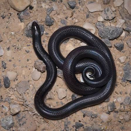 نصيحة . 
إذا تعرض شخص ما إلى لدغة من ثعبان الخبيث الأسود أن يتم حقنه بجرعات عالية من فيتامين C بالوريد كل ٢٤ ساعة ما مقداره ٢٠ جرام تحقن عبر التسريب الوريدي وكل تسريب يكون ٣ ساعات . 

طبعًا الخبيث الأسود ليس له مضاد علاجي كما بقية الثعابين . فيتم إعطاء الملدوغ مصل ثعابين أخرى في