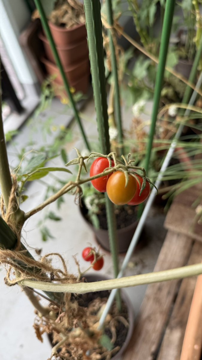 夏にひと段落したトマト。まだ花が咲くのでそのままにしていたら、実が成りました(´ω｀)