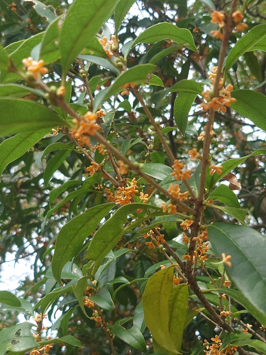 yamabiko1208's tweet image. 金木犀　
今日は２１時迄営業予定。
よろしくお願いいたします。
越谷レイクタウンに来たら是非寄って見てくださいね。
#やまびこ　#レストラン
#蕎麦屋