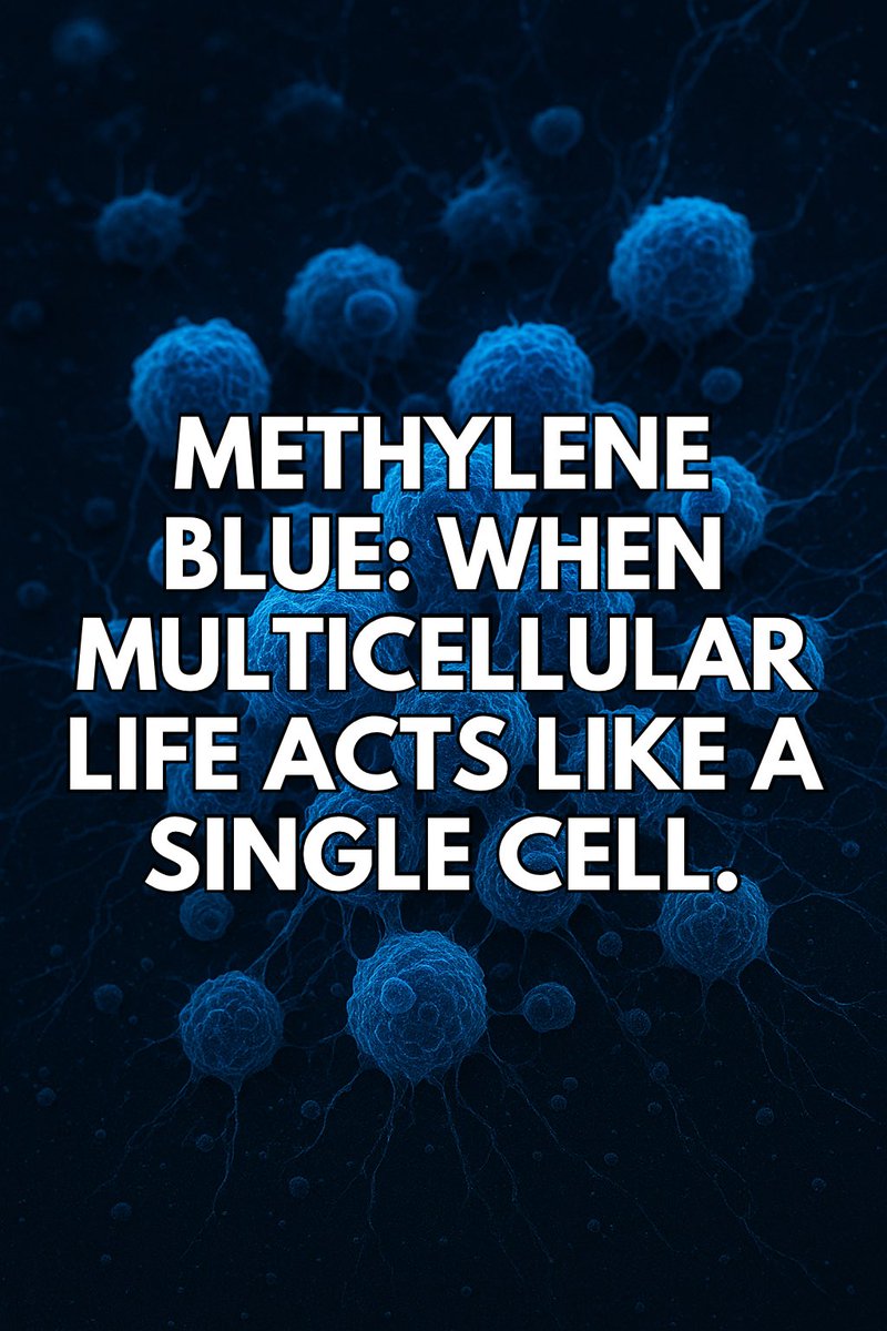 Yungkingmito tweet media