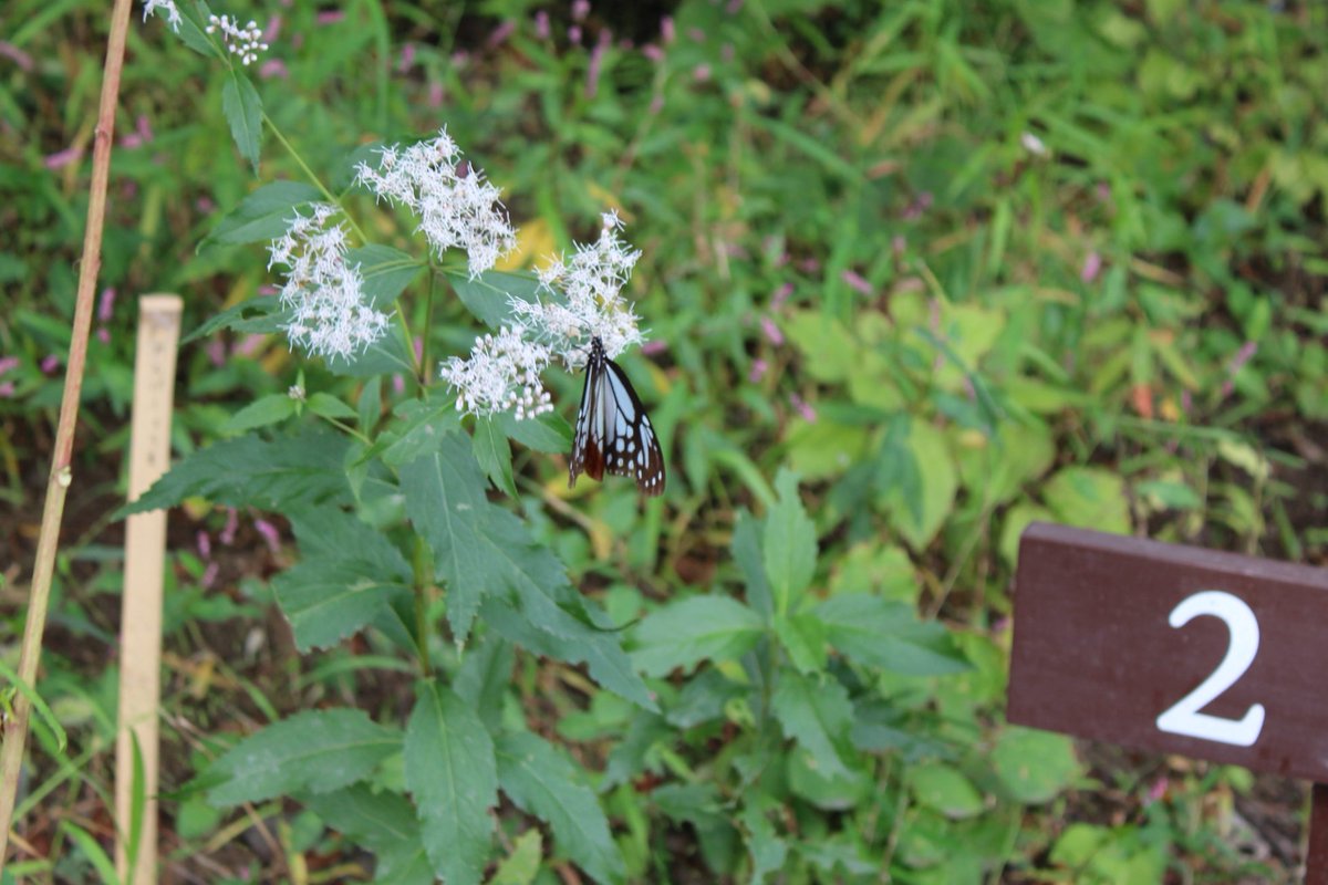 向島百花園 on X