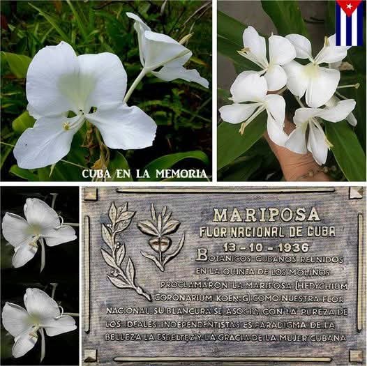 🇨🇺 #13DeOctubre de 1936, la Mariposa fue declarada Flor Nacional de #Cuba. 

Esta hermosa y fragante flor 🦋es símbolo de la pureza del alma cubana, y con un profundo historial de rebeldía y patriotismo. 🌸

#Cuba #TenemosMemoria