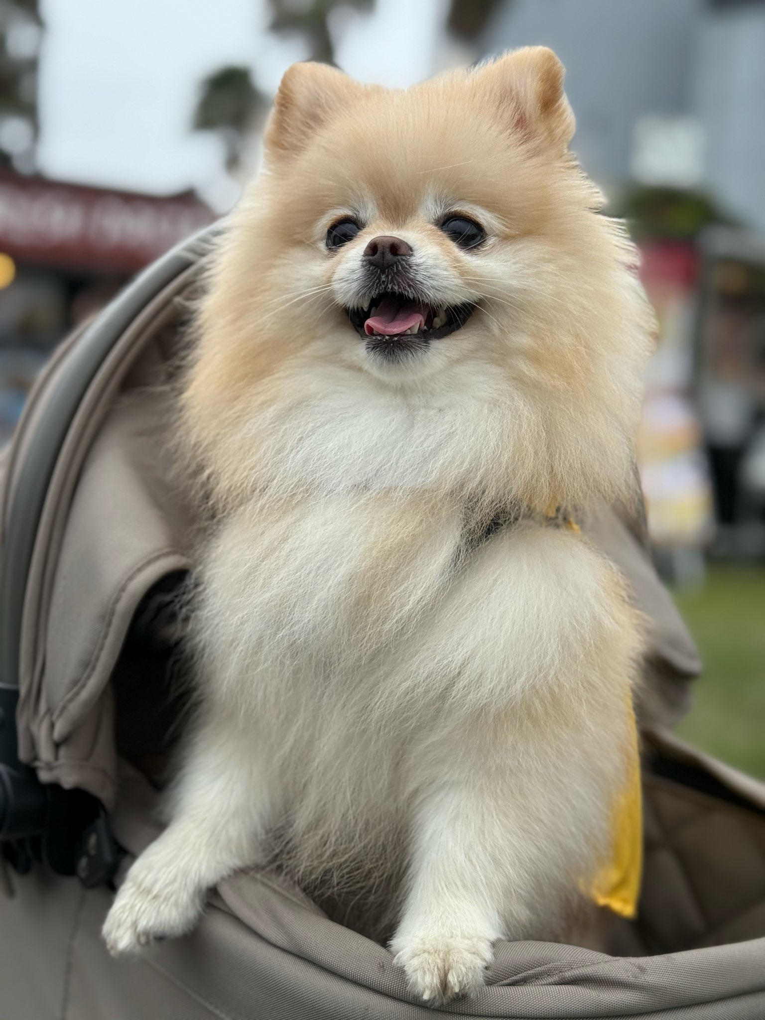 ポメラニアンの人様 ポメラニアン【茨城県・男の子・2025年8月7日・オレンジ】マズル