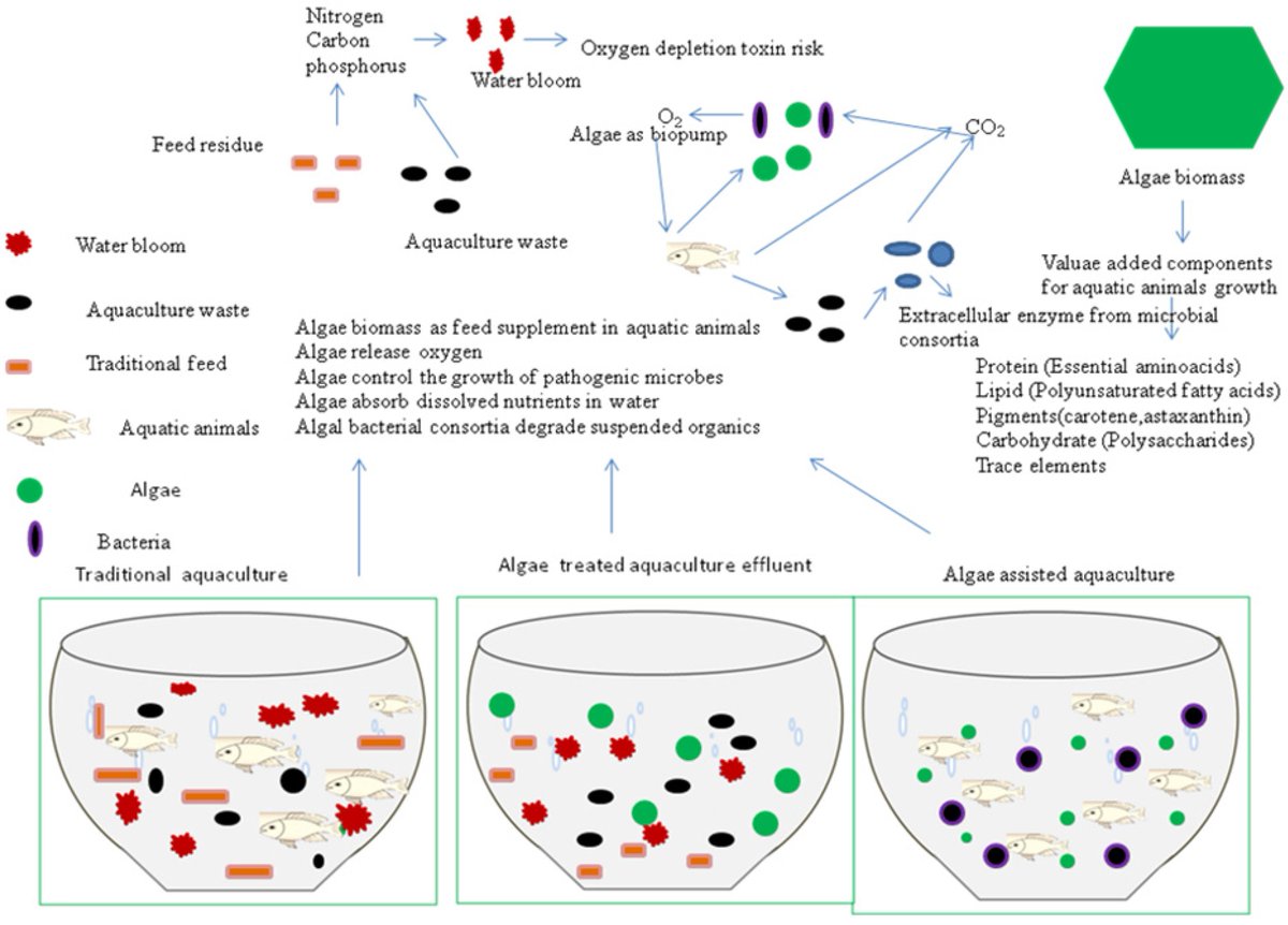 Fishes_MDPI's tweet photo. 🐟#EditorsChoice

Use of #Algae in #Aquaculture: A Review
👉https://t.co/NpdMOiN9af

🌊#algae #watertreatment #dietaryadditives #aquaticanimal https://t.co/faeuElbFuA