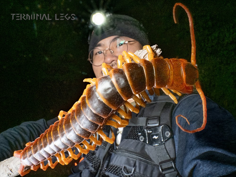 い…………いたぁぁぁッッッッ！！！！！ 世界最大のオオムカデを発見