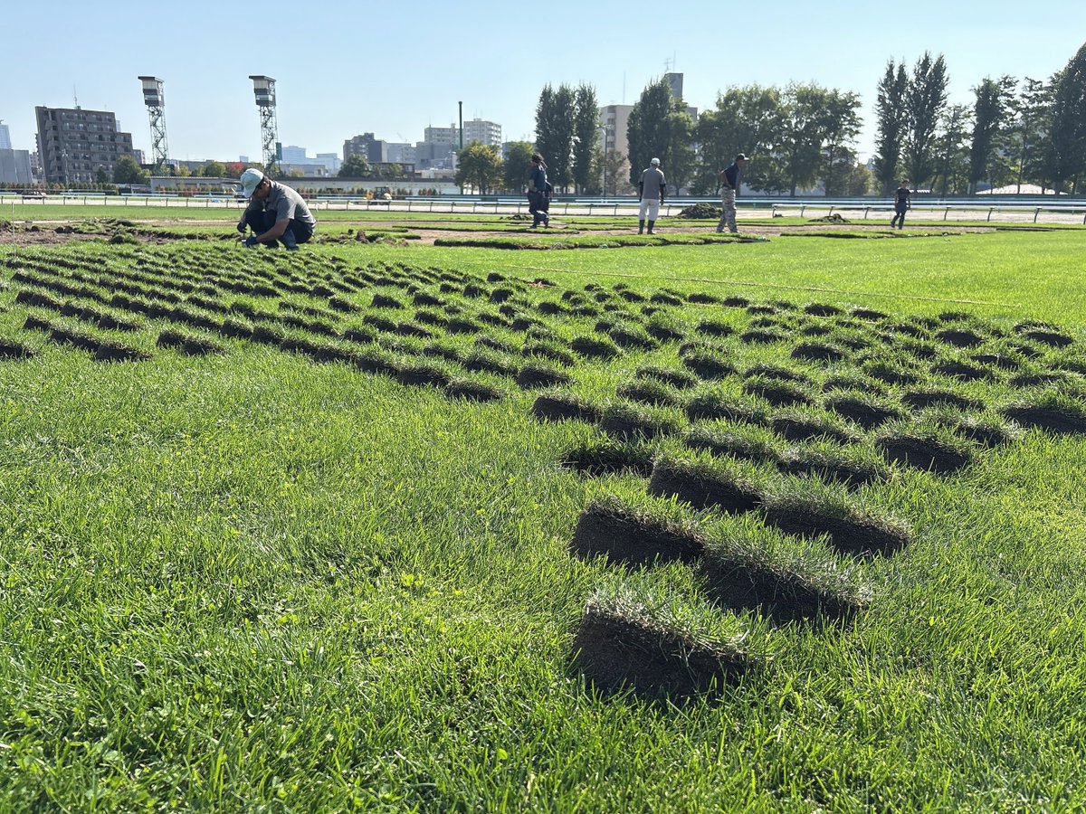 JRASapporoRC's tweet image. 芝コース作業大公開!その4
芝養生地とは、札幌競馬場の馬場内にあるこちらのエリア🟩
傷んだ芝コースを補修するための芝を育てていて、カップ補修用の芝の穴が整然と並んだ
様子は、なんだかチャーミングですね🟢🟢🟢
#JRA
#札幌競馬場