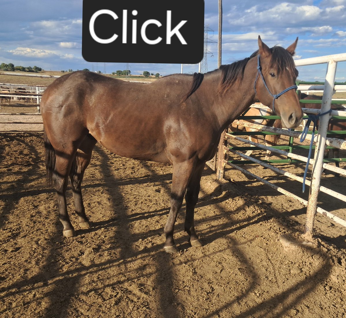 RACEFund's tweet image. 🆘🆘🆘👉Update! We have raised $1470 for Roses &amp;amp; Click so far. We still need to raise $3230 to reach goal. We must raise all that is needed and we have a short time-frame to do it. Please consider a donation to help us help them. Our PayPal donation link is…