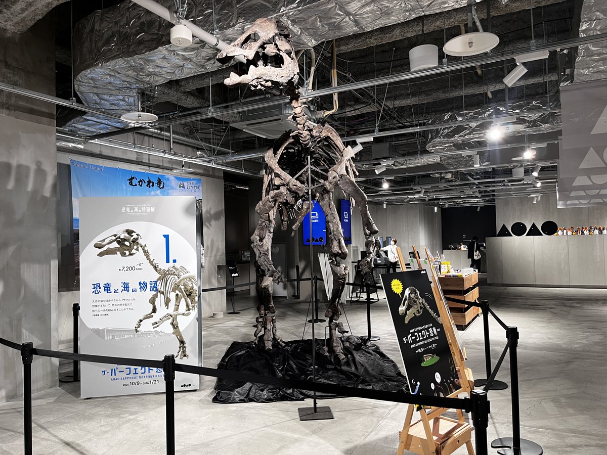 約6kg 北海道　羽幌　大きな真っ白なネオフィロセラスを含む群生　化石　恐竜 約6kg 北海道 羽幌 大きな真っ白なネオフィロセラスを含む群生 化石