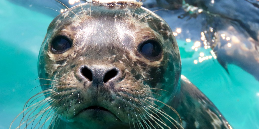 You evening reminder to vote for VAMMR in the #DefenderServiceAwards! 

ow.ly/fOPs50X3gSM