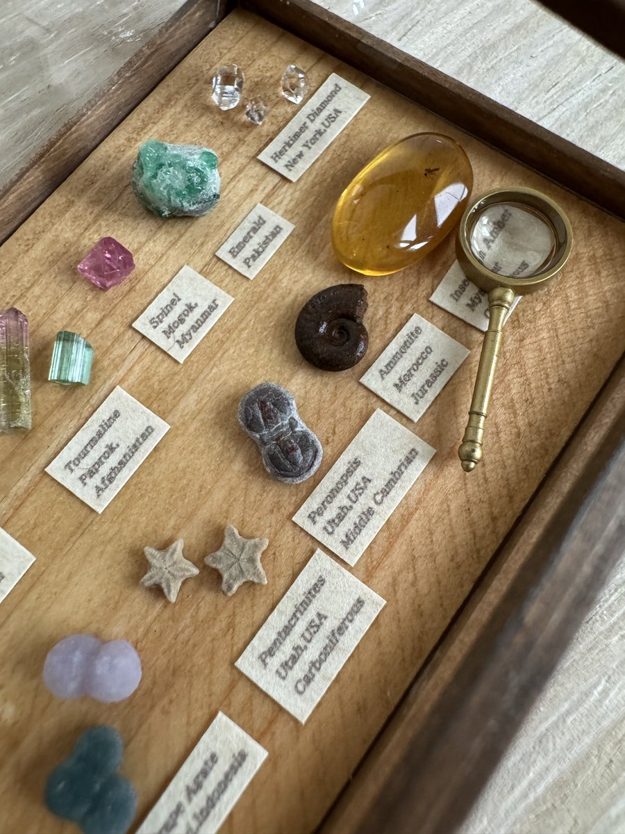 rupeshan06's tweet photo. 【化石のご紹介】
ペンタクリニテス（Pentacrinites）は、別名Lucky Star（ラッキースター）や Star Stone（星の石）と呼ばれる、ウミユリの化石です。ヨーロッパの一部地域では’’幸運を呼ぶ石’’として親しまれているそうです。

#ミニチュア #鉱物 #化石 #miniature https://t.co/w111nnbq3S