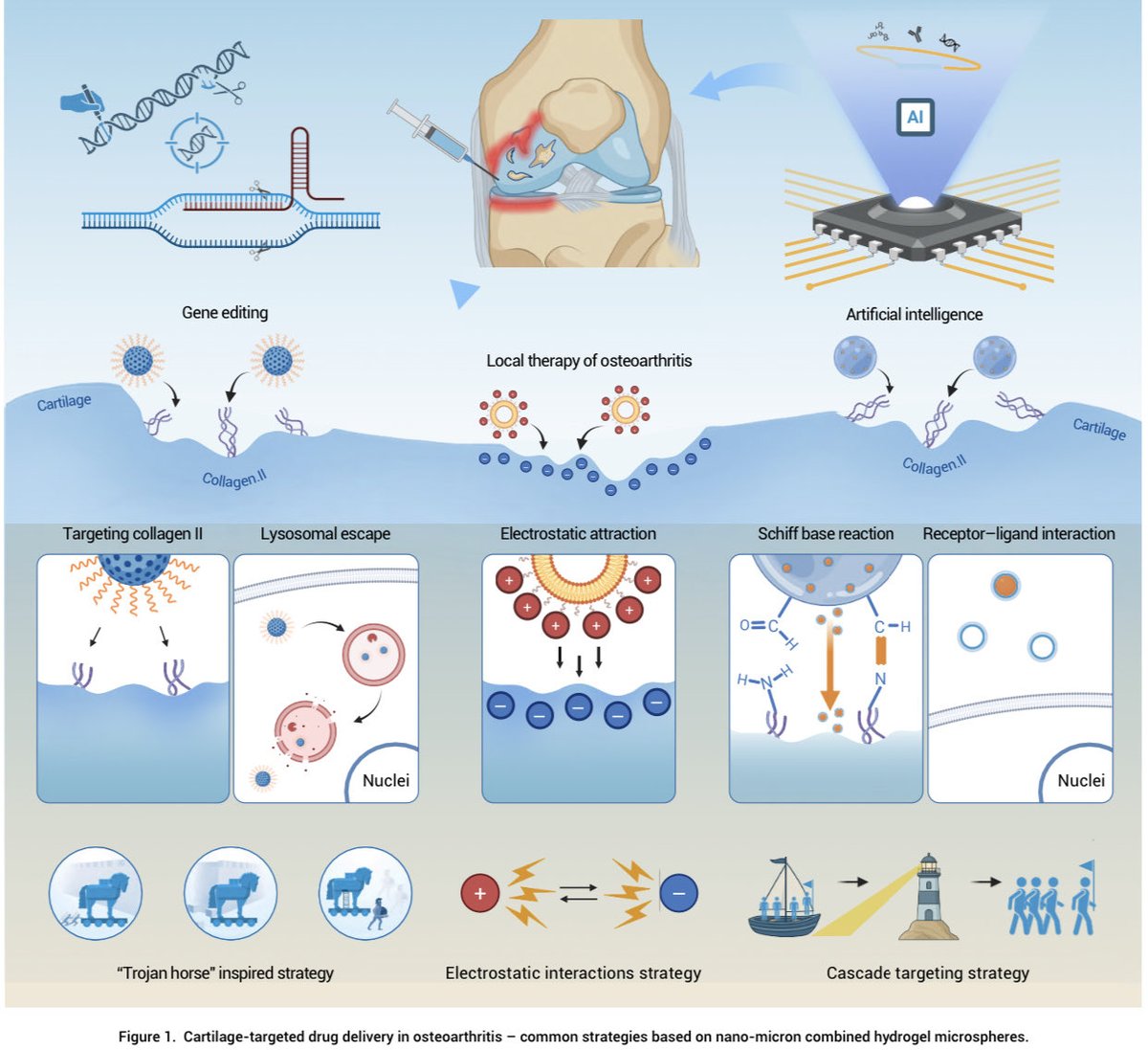 imedverse's tweet image. Cartilage-targeted drug delivery in osteoarthritis: Redefining local therapy with intelligent hydrogel microspheres

the-innovation.org/article/doi/10…

#MedEd #MedX #materialsscience #hydrogel