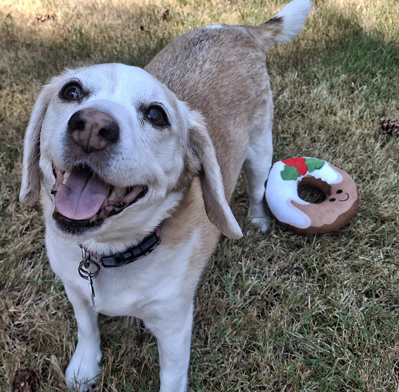 Happy Tuesday, Beagle Nation! 🐾 We all know the famous #Beagle appetite is strong! So, tell us: What treat sends your hounds into the biggest "Arooo"? 🥕🥓 RT with your pup's favorite snack 👇

#BeagleTreats #Beagles #TuesdayFun #DogLife