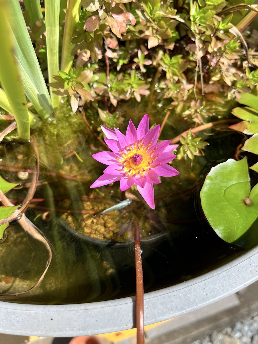 10月中旬で普通に熱帯スイレンの花が咲く🙄
10時時点で気温が28℃もある…どうなってるんだろ？