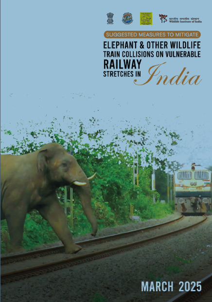 18th tiger death on Ballarshah Gondia Railway Line. Bittu, son of Jai, was killed last night on the railway line.
A thread..