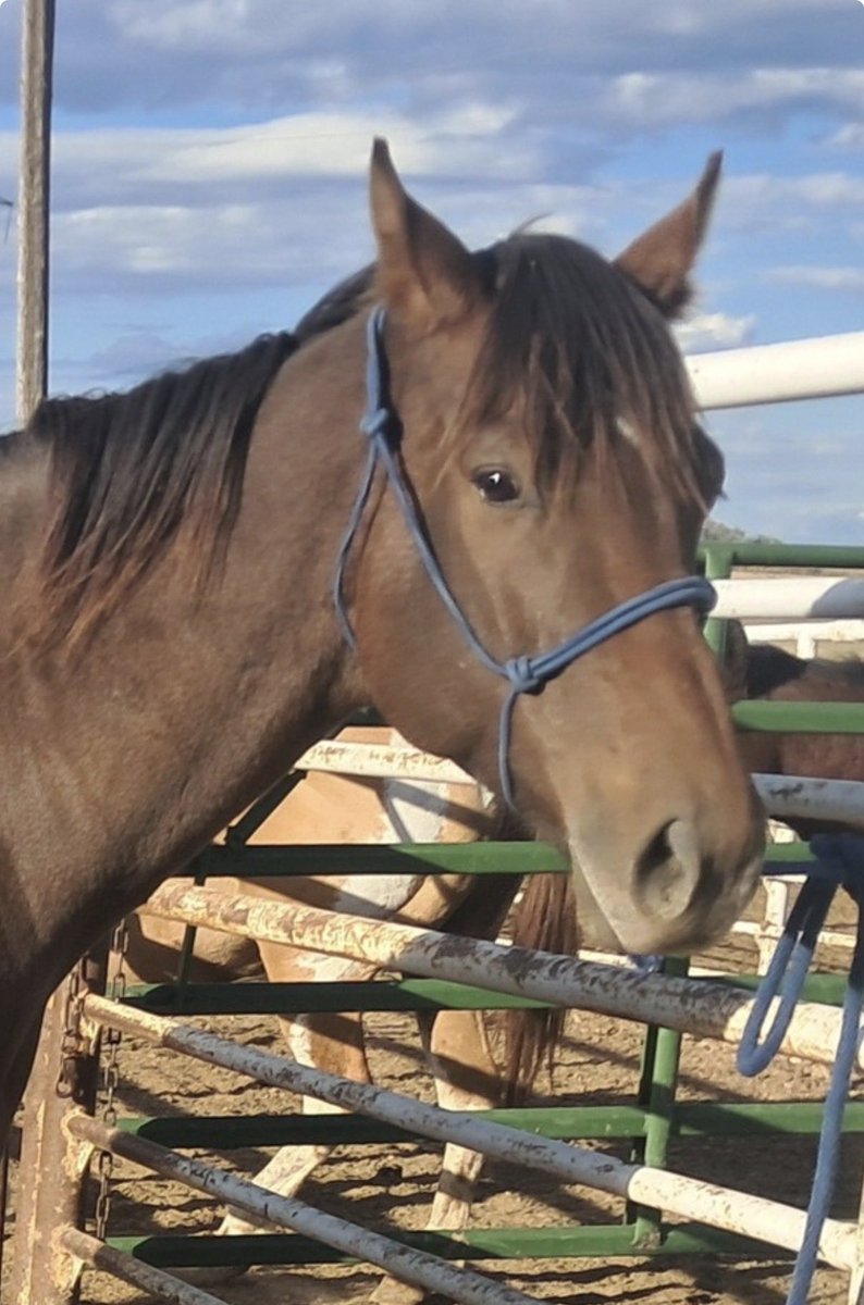 KateMaddenSC's tweet image. Cinco has sold 🙏🏻 so poor Click is being fundraised in his place. He has a home offer waiting with Roses… they are unidentified and in desperate need. Please consider a donation to @RACEFund to help them.